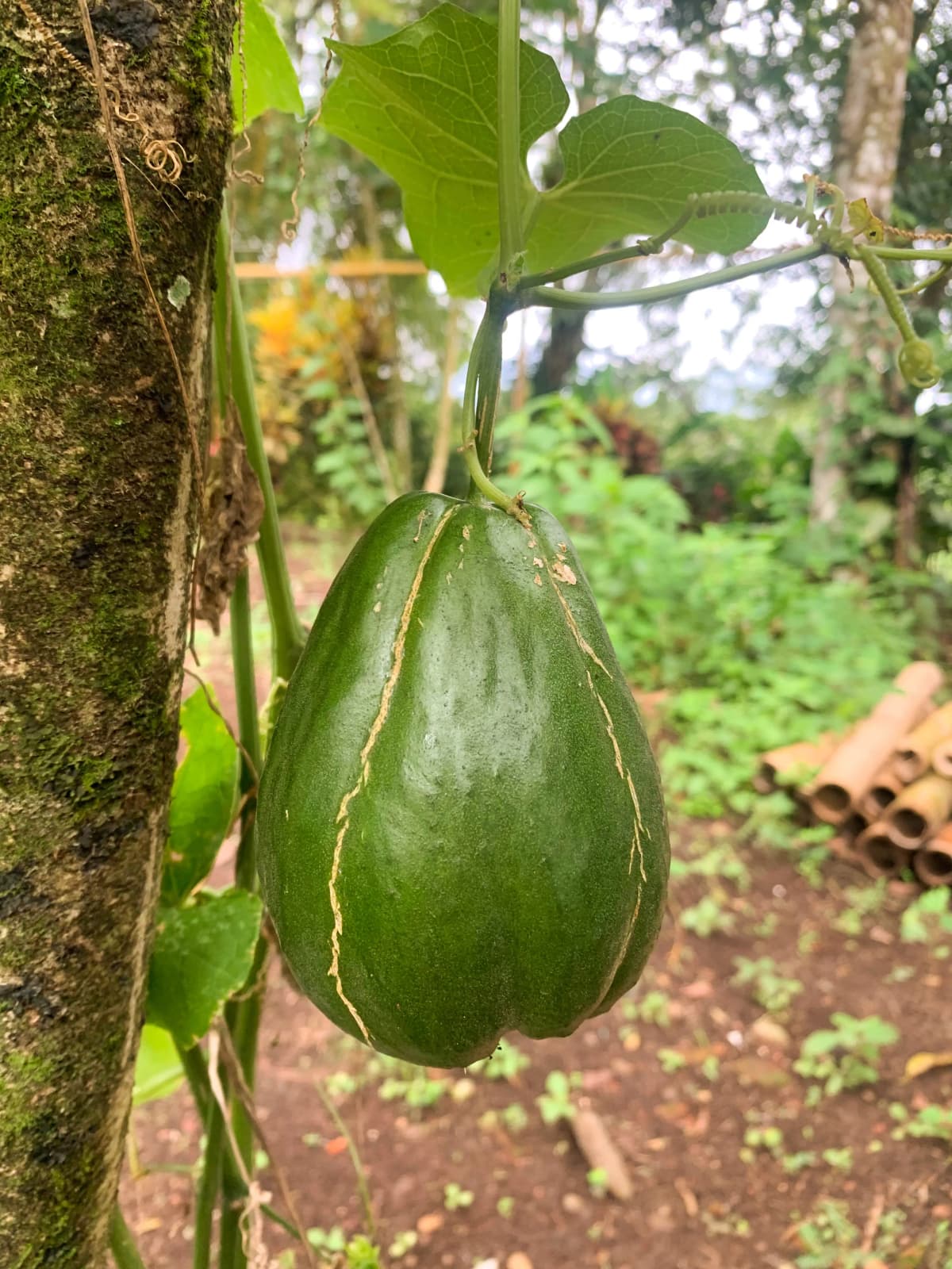 Fresh green chayote squash growing on the vine in the organic garden