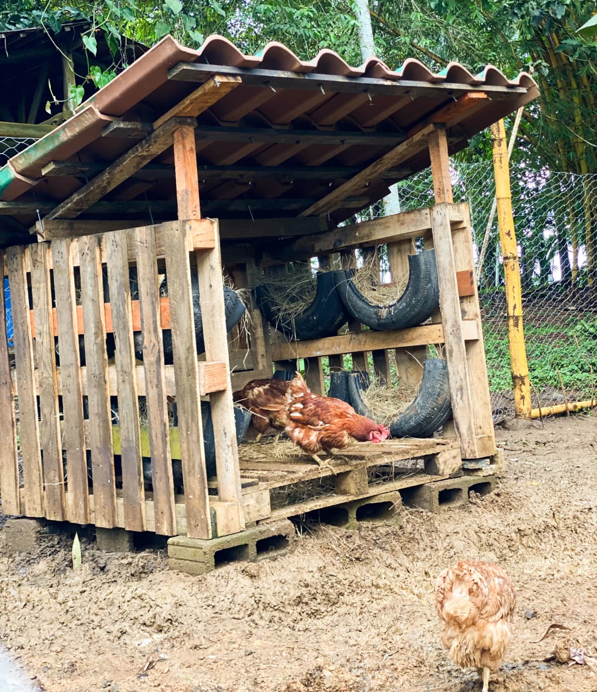 Farmhouse chickens in the pen of the traditional farm