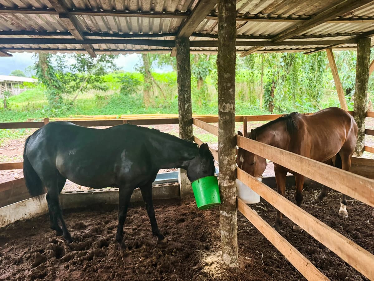 Black and brown horses feeding in the covered wooden barn
