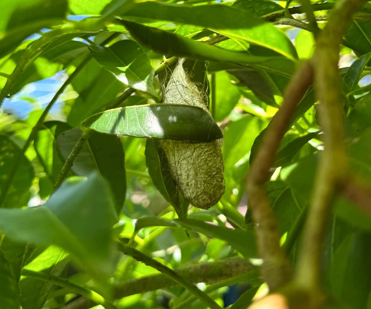 Natural butterfly cocoon hanging among the green leaves of the garden