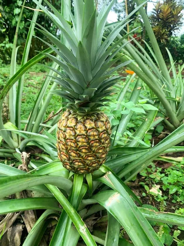 Tropical pineapple plant growing in La Casona organic farm