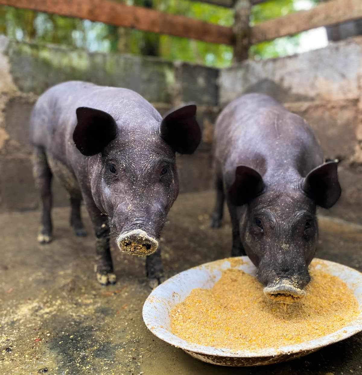 Two black piglets feeding in their pen at the rural farm