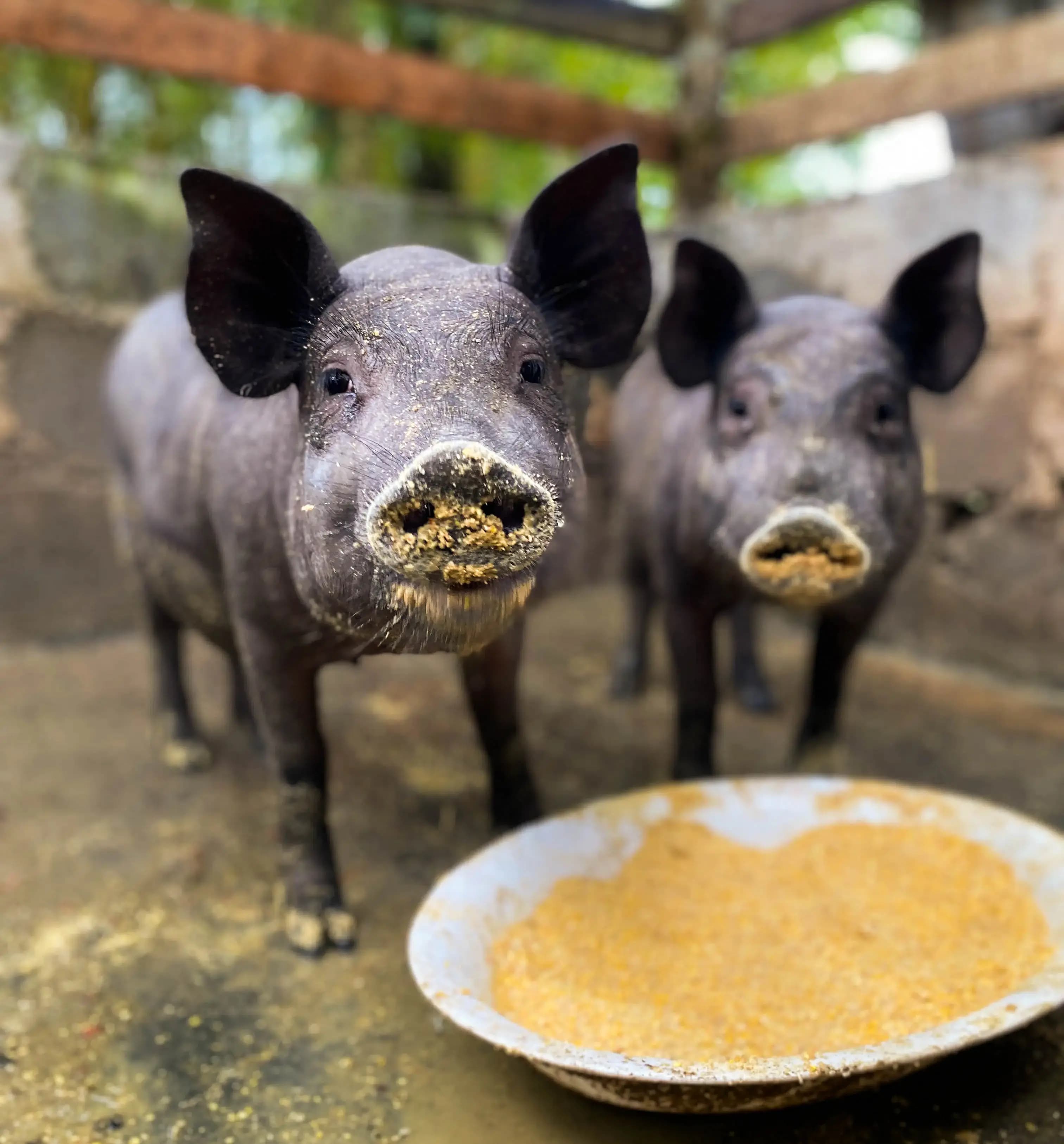 La Casona and Farm Day Pass with Traditional Wood-Fired Meal