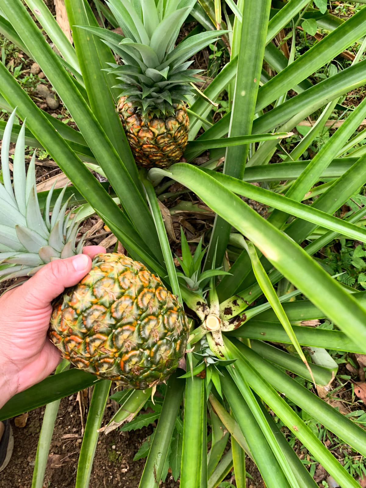 Harvesting a fresh golden pineapple directly from the plant in the organic farm