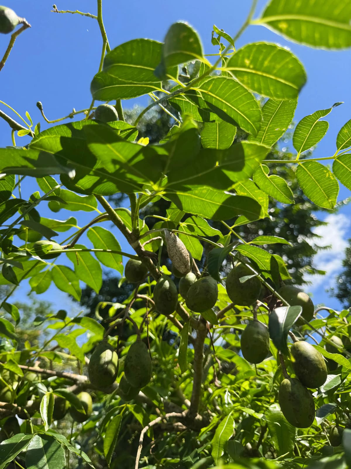 Green tropical fruits growing on trees in the organic orchard