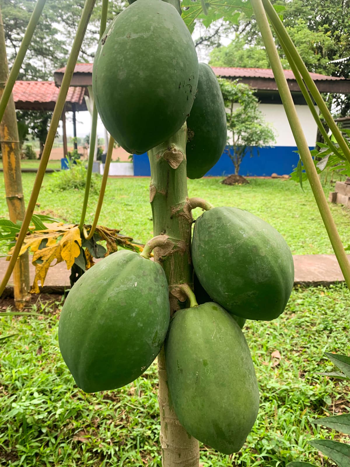 Large green papayas growing on the papaya tree in the farm