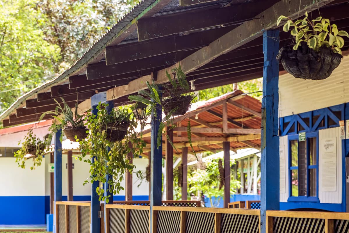 Potted plants and hanging ferns on the exterior wooden verandas